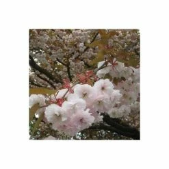 Prunus serrulata 'Shirofugen' | Cherry Blossom Tree 12 Prunus serrulata 'Shirofugen' | Cherry Blossom Tree -Bare Root Sales Shop TR018112L add image 3 68e0