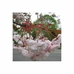Prunus serrulata 'Shirofugen' | Cherry Blossom Tree 13 Prunus serrulata 'Shirofugen' | Cherry Blossom Tree -Bare Root Sales Shop TR018112L add image 4 5800
