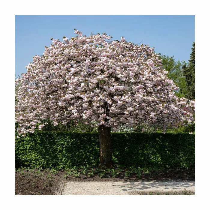 Prunus serrulata 'Shirofugen' | Cherry Blossom Tree 3 Prunus serrulata 'Shirofugen' | Cherry Blossom Tree