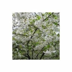 Prunus 'Shogetsu' | Cherry Blossom Tree -Bare Root Sales Shop TR01829L add image 1 f11e