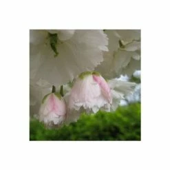 Prunus 'Shogetsu' | Cherry Blossom Tree -Bare Root Sales Shop TR01829L add image 2 fbec