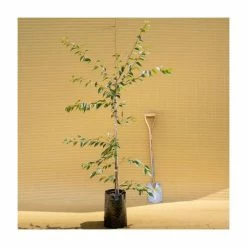 Prunus x subhirtella 'Autumnalis Rosea' | Cherry Blossom Tree -Bare Root Sales Shop TR01839L add image 1 c1bd