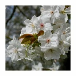 Prunus 'Tai Haku' | Cherry Blossom Tree -Bare Root Sales Shop TR01849L add image 2 42da