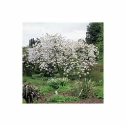 Prunus 'Tai Haku' | Cherry Blossom Tree