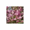 Prunus x persicoides 'Spring Glow' | Cherry Blossom Tree -Bare Root Sales Shop TR0187 main image aa4c
