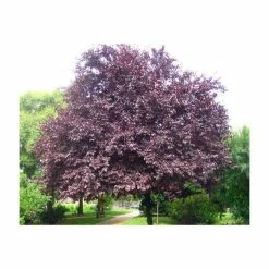 Prunus cerasifera 'Nigra' | Cherry Blossom Tree -Bare Root Sales Shop TR01889L add image 1 5bd7