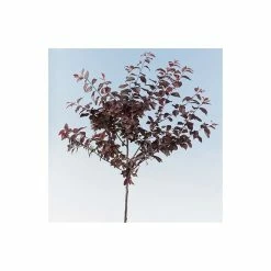 Prunus cerasifera 'Nigra' | Cherry Blossom Tree -Bare Root Sales Shop TR01889L add image 3 e5e0