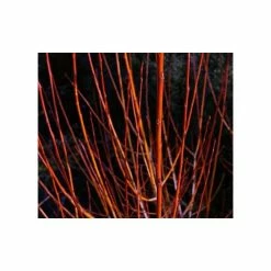 Salix alba 'Britzenis' | Willow Tree -Bare Root Sales Shop TR0193 add image 1 fc9b