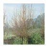Salix alba 'Britzenis' | Willow Tree -Bare Root Sales Shop TR0193 main image f171