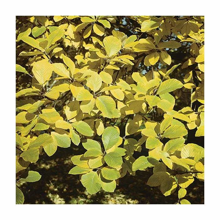 Sorbus aria 'Lutescens' | Rowan Tree 4 Sorbus aria 'Lutescens' | Rowan Tree - Image 2