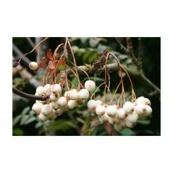 Sorbus cashmiriana | Rowan Tree 8 Sorbus cashmiriana | Rowan Tree -Bare Root Sales Shop TR02009L add image 1 5c7e