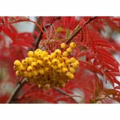 Sorbus 'Joseph Rock' | Rowan Tree 10 Sorbus 'Joseph Rock' | Rowan Tree -Bare Root Sales Shop TR02039L add image 2 432e