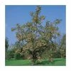 Sorbus 'Joseph Rock' | Rowan Tree 2 Sorbus 'Joseph Rock' | Rowan Tree -Bare Root Sales Shop TR02039L main image 2dae