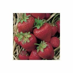 20-30cm Elsanta' Strawberry Plants | Pack of 5 Bare Roots 9 20-30cm Elsanta' Strawberry Plants | Pack of 5 Bare Roots -Bare Root Sales Shop TR0322 add image 2 2557