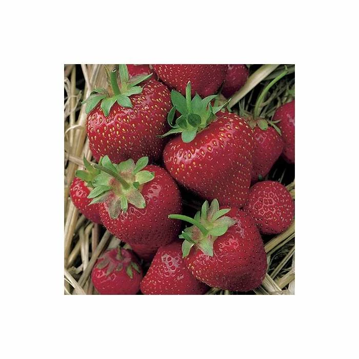 20-30cm Elsanta' Strawberry Plants | Pack of 5 Bare Roots 6 20-30cm Elsanta' Strawberry Plants | Pack of 5 Bare Roots - Image 4