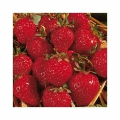 20-30cm Honeoye' Strawberry Plants | Pack of 5 Bare Roots