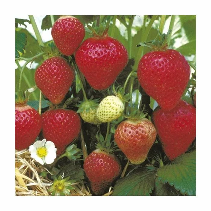 20-30cm Florence' Strawberry Plants | Pack of 5 Bare Roots 3 20-30cm Florence' Strawberry Plants | Pack of 5 Bare Roots