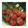 20-30cm Flamenco' Strawberry Plants | Pack of 5 Bare Roots 1 20-30cm Flamenco' Strawberry Plants | Pack of 5 Bare Roots -Bare Root Sales Shop TR0331 main image e21c