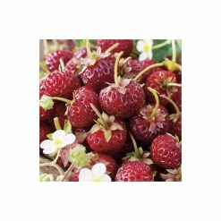 20-30cm Framberry' Strawberry Plants | Pack of 5 Bare Roots 7 20-30cm Framberry' Strawberry Plants | Pack of 5 Bare Roots -Bare Root Sales Shop TR0332 add image 1 0c2b