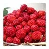 20-30cm Framberry' Strawberry Plants | Pack of 5 Bare Roots -Bare Root Sales Shop TR0332 main image 03e1