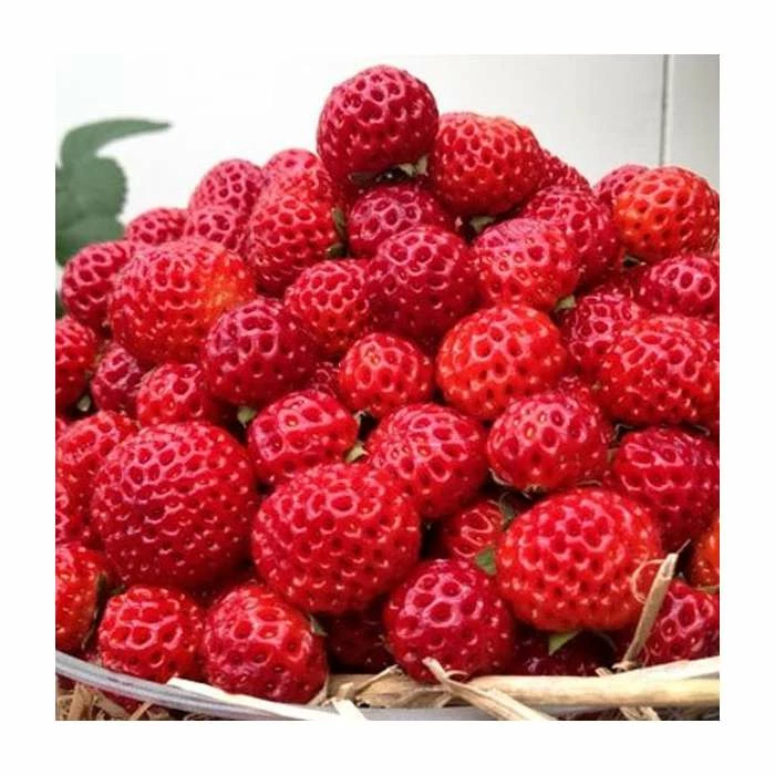 20-30cm Framberry' Strawberry Plants | Pack of 5 Bare Roots 3 20-30cm Framberry' Strawberry Plants | Pack of 5 Bare Roots