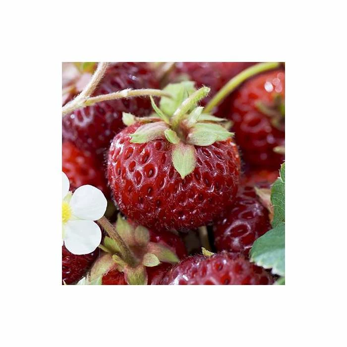 20-30cm Framberry' Strawberry Plants | Pack of 5 Bare Roots 4 20-30cm Framberry' Strawberry Plants | Pack of 5 Bare Roots - Image 2