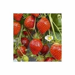 20-30cm 'Mara des Bois' Strawberry Plants | Everbearer | Pack of 5 Bare Roots -Bare Root Sales Shop TR0333 add image 1 5e71