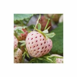 20-30cm 'Pineberry' Strawberry Plants | Pack of 5 Bare Roots