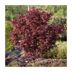Acer palmatum 'Bloodgood' | Japanese Maple Tree -Bare Root Sales Shop TR037918L add image 1 9d4f