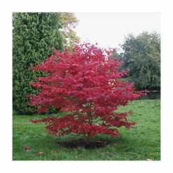Acer palmatum 'Bloodgood' | Japanese Maple Tree -Bare Root Sales Shop TR037918L add image 2 e7f5