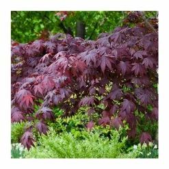 Acer palmatum 'Bloodgood' | Japanese Maple Tree -Bare Root Sales Shop TR037918L add image 4 da1f