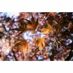 Acer palmatum 'Bloodgood' | Japanese Maple Tree -Bare Root Sales Shop TR037918L add image 5 d1d7