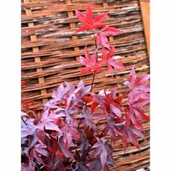 Acer palmatum 'Bloodgood' | Japanese Maple Tree -Bare Root Sales Shop TR037918L add image 6 e733