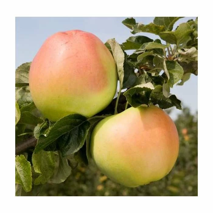 4-5ft Malus 'Arthur Turner' | Apple Tree 3 4-5ft Malus 'Arthur Turner' | Apple Tree