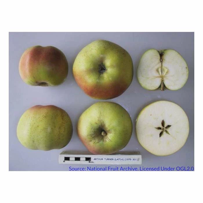 4-5ft Malus 'Arthur Turner' | Apple Tree 4 4-5ft Malus 'Arthur Turner' | Apple Tree - Image 2