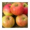 4-5ft Malus 'Isaac Newton' | Apple Tree 1 4-5ft Malus 'Isaac Newton' | Apple Tree -Bare Root Sales Shop TR0410 main image 5df2