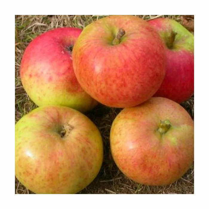 4-5ft Malus 'Isaac Newton' | Apple Tree 3 4-5ft Malus 'Isaac Newton' | Apple Tree