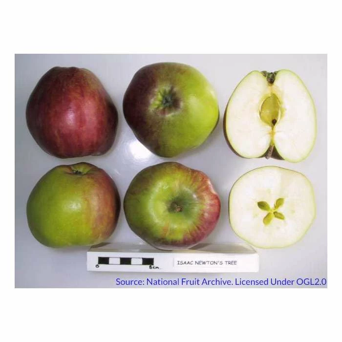 4-5ft Malus 'Isaac Newton' | Apple Tree 4 4-5ft Malus 'Isaac Newton' | Apple Tree - Image 2