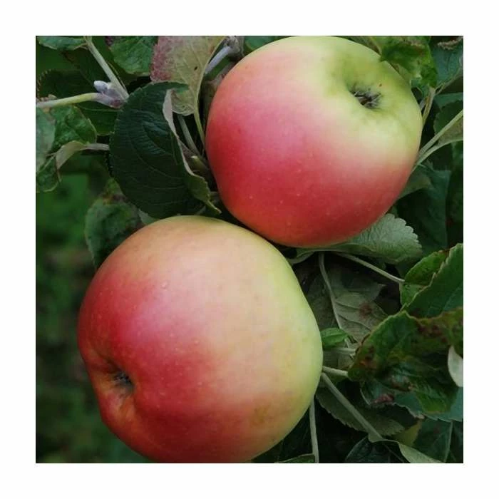 4-5ft Malus 'Monarch' | Apple Tree 3 4-5ft Malus 'Monarch' | Apple Tree