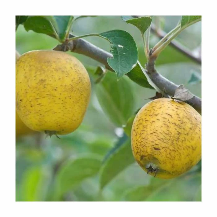 4-5ft Malus 'Pitmaston Pine Apple' | Apple Tree 3 4-5ft Malus 'Pitmaston Pine Apple' | Apple Tree