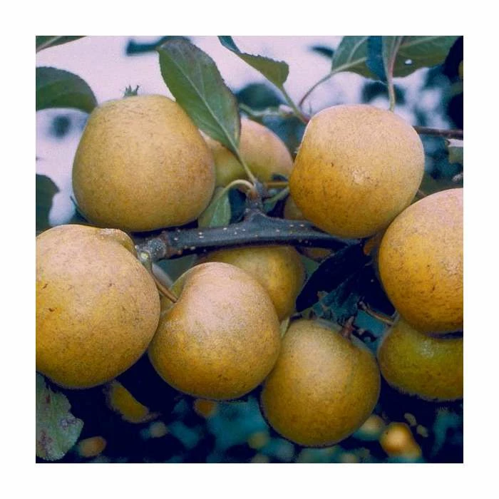 4-5ft Malus 'Pitmaston Pine Apple' | Apple Tree 4 4-5ft Malus 'Pitmaston Pine Apple' | Apple Tree - Image 2