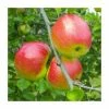 4-5ft Malus 'Redsleeves' | Apple Tree -Bare Root Sales Shop TR0414 main image 478a