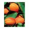 4-5ft 'Alfred' Apricot Tree | SJA Semi Vigorous Rootstock | Bare Root -Bare Root Sales Shop TR0420 main image 4596