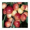 4-5ft 'Merton Glory' Cherry Tree | Colt Semi Vigorous Rootstock | Bare Root 2 4-5ft 'Merton Glory' Cherry Tree | Colt Semi Vigorous Rootstock | Bare Root -Bare Root Sales Shop TR0425 main image 050b