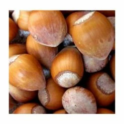 4-5ft 'Fertile de Coutard' Filbert Tree | Bare Root