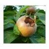 4-5ft 'Royal' Medlar Tree | Quince A Rootstock Semi-Dwarfing | Bare Root -Bare Root Sales Shop TR0436 main image 1d12