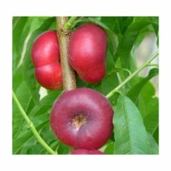 4-5ft 'Flat' Nectarine Tree | SJA Semi Vigorous Rootstock | Bare Root