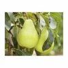 4-5ft 'Packhams Triumph' Pear Tree | Quince A Semi Dwarfing Rootstock | Bare Root 1 4-5ft 'Packhams Triumph' Pear Tree | Quince A Semi Dwarfing Rootstock | Bare Root -Bare Root Sales Shop TR0444 main image f7d0