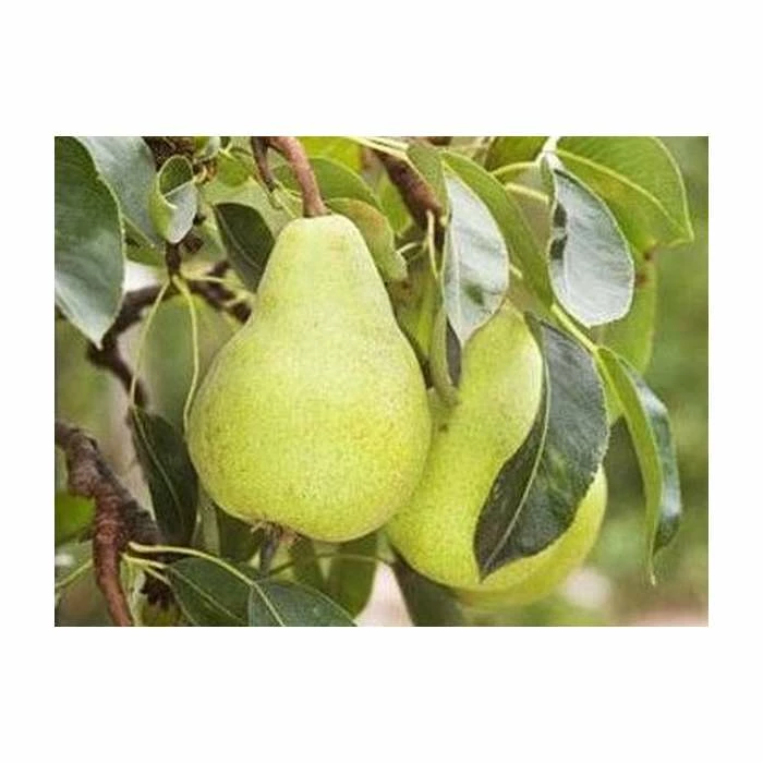 4-5ft 'Packhams Triumph' Pear Tree | Quince A Semi Dwarfing Rootstock | Bare Root 3 4-5ft 'Packhams Triumph' Pear Tree | Quince A Semi Dwarfing Rootstock | Bare Root