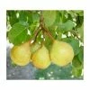 4-5ft 'Petite Poire' Pear Tree | Quince A Semi Dwarfing Rootstock | Bare Root 1 4-5ft 'Petite Poire' Pear Tree | Quince A Semi Dwarfing Rootstock | Bare Root -Bare Root Sales Shop TR0445 main image d4ae
